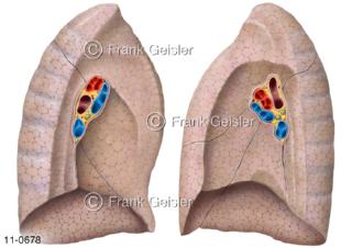 Atemtrakt Lungen, Innenfläche der rechten und linken Lunge