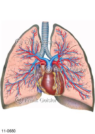 Luftröhre, Frontalschnitt Lungen, Herz mit Lungengefäße