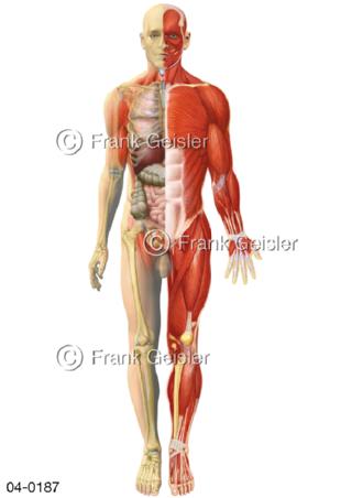 Organe Gestalt Körper beim Mann