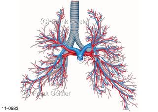 Atemtrakt Luftröhre Trachea und Bronchialbaum mit Bronchien Lungengefäße