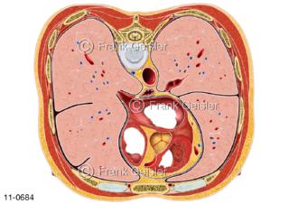  Lunge und Organe im Brustraum, Rumpfquerschnitt Höhe Brustwirbel 7