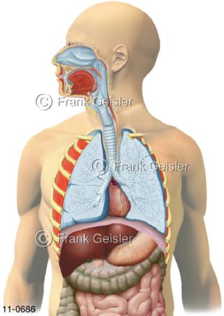 Übersicht Atemtrakt, Luftwege Atemwege