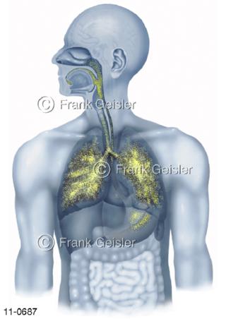Atemtrakt, Atemwege mit Lunge, Aerosolverteilung