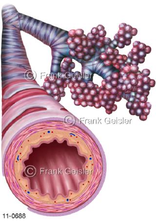 Atemtrakt Atemwege, Bronchien mit Lungenbläschen