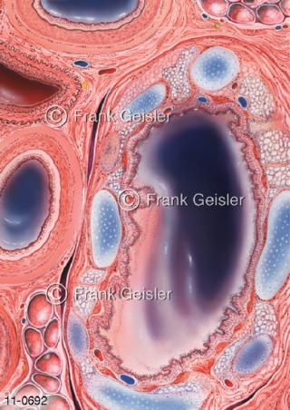 Histologie Lunge, Lungenstruktur mit Bronchus