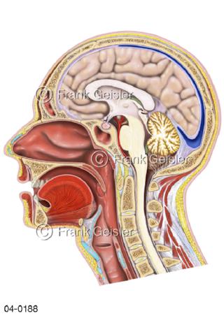 Schnitt durch Kopf Rachen Mund Hals