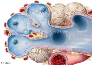 Aufbau Lobulus in Lunge, Lungenbläschen Alveoli mit Blutkapillare