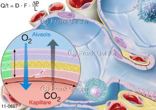 Lungenbläschen Alveolus mit Darstellung Diffusion, Ficksches-Gesetz