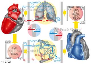Physiologie Atemgastransport, Transport Atemgas von Lunge zum Blut
