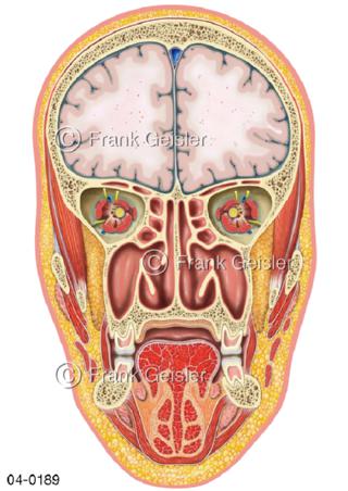 Frontalschnitt durch Schädel und Gesicht