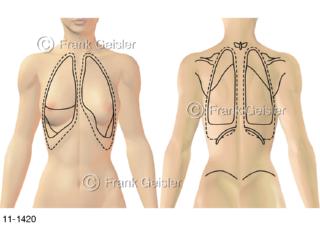 Oberflächenprojektion der Lungen auf Körper Frau frontal dorsal