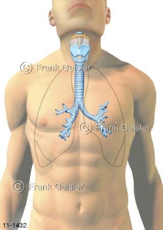 Atemsystem, Projektion Atemwege Mann