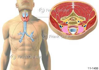 Projektion Lungen auf Körper, Darstellung Kehlkopf Schilddrüse Luftröhre Schnittdarstellung