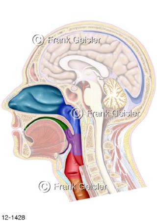  Obere Atemwege Nasen-Rauchen-Raum