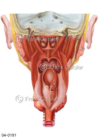 Organe im Rachen von dorsal