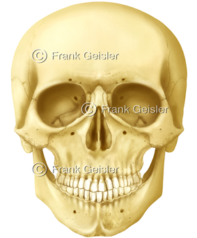 Skelettsystem, Skelett, Knochen und Gelenke des Menschen