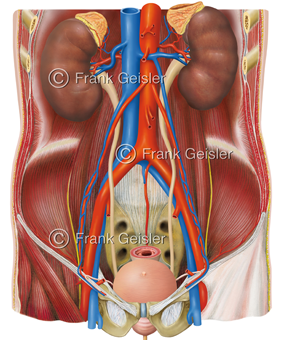 Urogenitalsystem, Harnorgane und Geschlechtsorgane