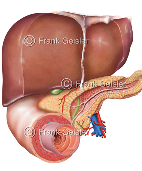 Verdauungsorgane, Organe für dieVerdauung