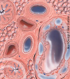 Histologie einer Lunge mit Bronchus, Bronchiolen, Blutkapillare und Lungenbläschen