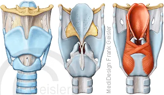 Kehlkopfskelett mit Luftröhre von frontal und dorsal