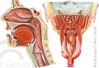 Schnitt durch Nasenhöhle, Rachen, Mundhöhle, Kehlkopf mit Luftröhre und Nasenrachen mit Schlund von dorsal
