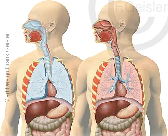 Respirationstrakt (blau) mit Nasenrachenraum Bronchien und Lungen eröffnet