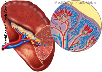 Milz, Histologie Filterorgan