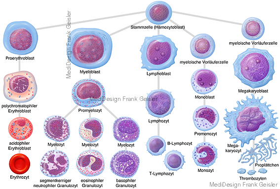 Entwicklung Blutzellen im Knochenmark