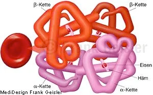 Rotes Blutkörperchen (Erythrozyt) mit roten Blutfarbstoff Hämoglobin