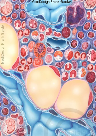 Histologie Blutzellen im Knochenmark Medulla ossium