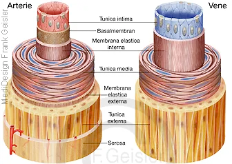 Histologie Wandschichten Arterie und Vene