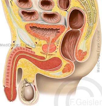  Längsschnitt durch männliches Becken und Geschlechtsorgane Mann