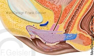 Klitoris, ein aus Schwellkörpergewebe bestehendes Lustorgan der Frau