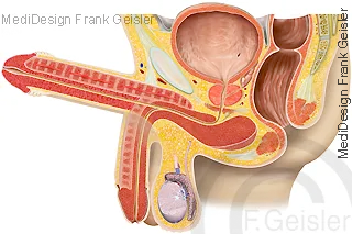 Erektion männliches Glied, Schnittdarstellung Schwellkörper