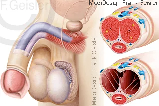 Penis mit Schwellkörper, Hoden im Hodensack, Schnitt durch Penis