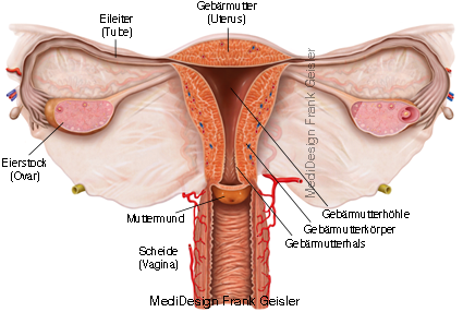 Uterus mit Eileiter Eierstock und Vagina