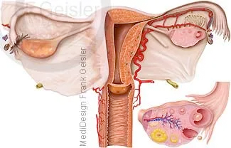 Schnittdarstellung Scheide und Gebärmutter mit Eileiter und Eierstöcke