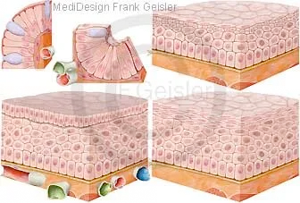 Epithelgewebe mit Epithelzellen