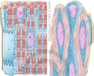 Muskelzellen, Herzmuskelzellen Kardiomyozyten