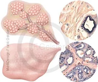 Drüsenlappen mit Milchdrüsen, Histologie Drüsengewebe