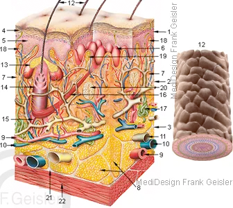 Haut Hautgewebe und Haar