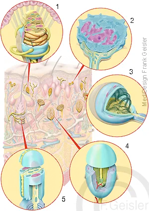 Sinnesorgane der Haut:
