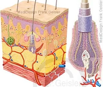 Haut mit Sinnesorgane und Haarwurzel