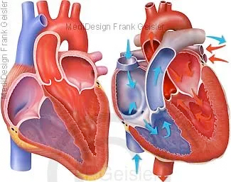Herz mit Vorhöfe Atrien und Herzkammern Ventrikel, Fließrichtungen Blut