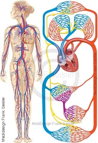 Blutgefäße im Herz-Kreislauf-System, Schema Körperkreislauf und Lungenkreislauf