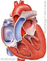 Herz eröffnet mit Artrien und Ventrikel