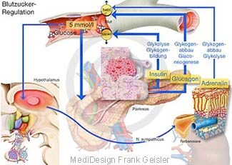 Blutzuckerregulation der Bauchspeicheldrüse