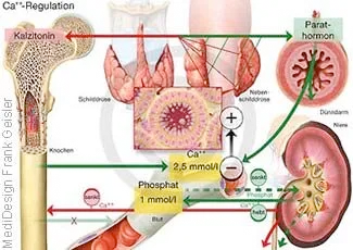 Ca-Regulation bewirken Parathormon der Nebenschilddrüse
