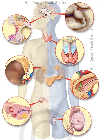 Übersicht endokrine Drüsen bei Frau und Mann