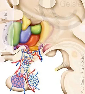 endokrine Kerne des Hypothalamus, Vorderlappen und Hinterlappen der Hypophyse